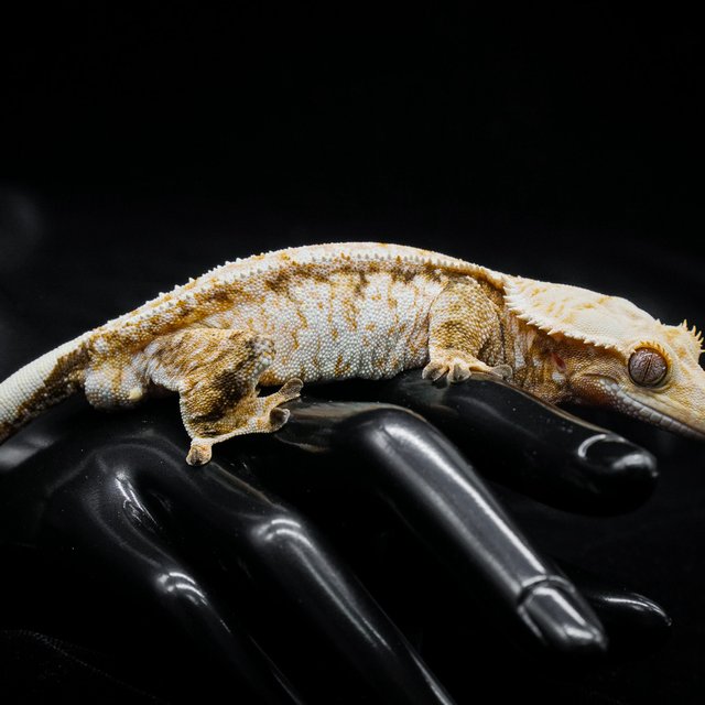 트라이 익스트림할리퀸 드리피