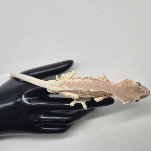 릴리화이트 레드 팬텀