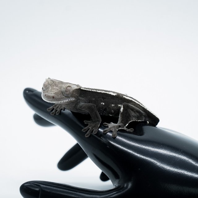 아잔틱 핀스트라이프