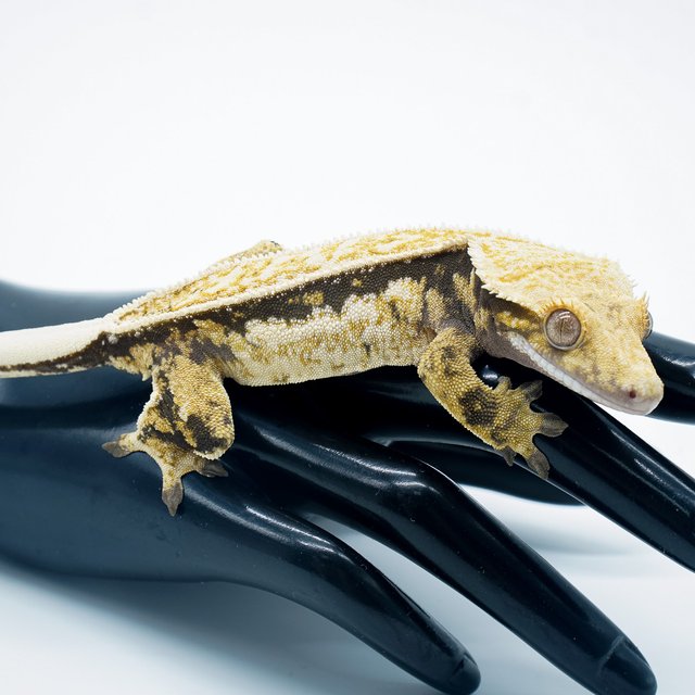 트라이 쿼드 풀핀