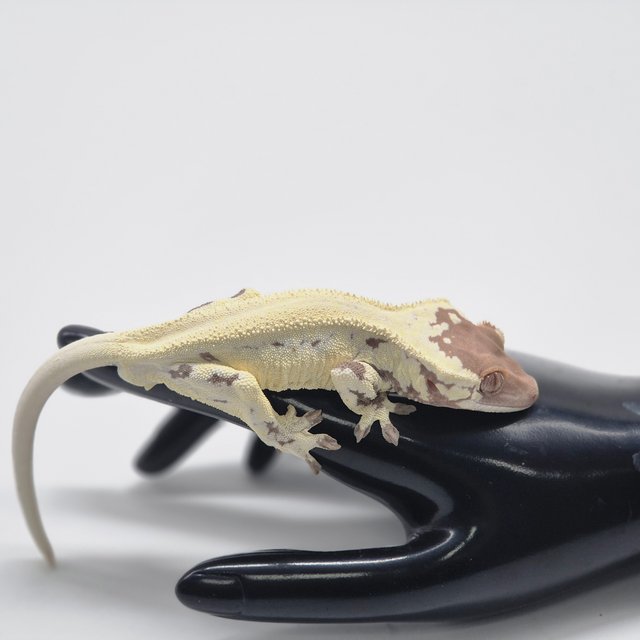 프라푸치노 카푸치노 릴리화이트