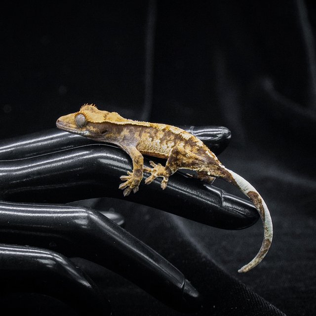 노멀 트라이 익스트림할리퀸