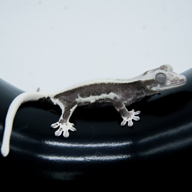 솔리드백 릴리화이트 아잔틱 릴잔틱