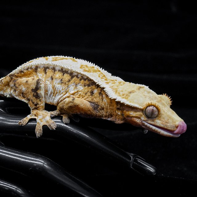 핀스트라이프 트라이 쿼드