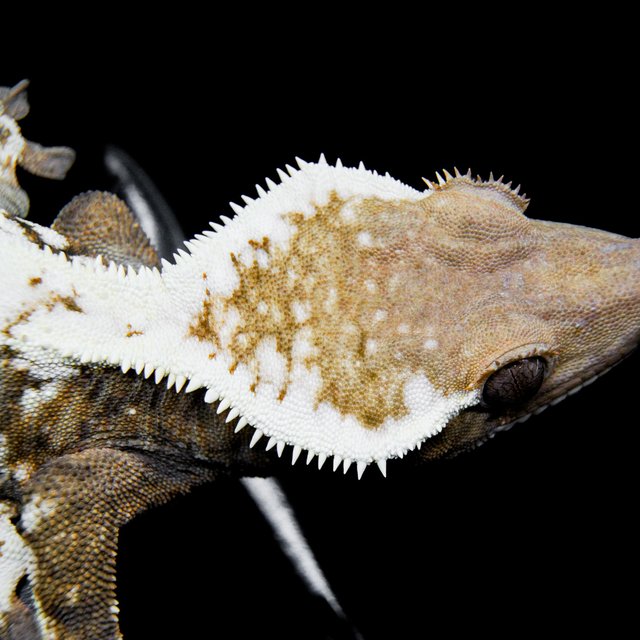 세이블 드리피 화이트스팟