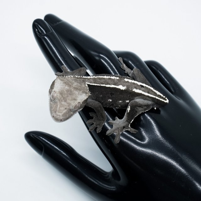 아잔틱 핀스트라이프