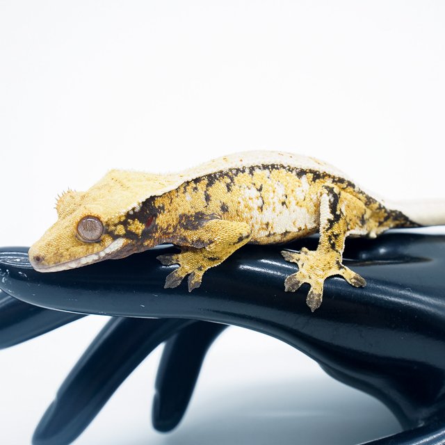 노멀 트라이 익스트림할리퀸