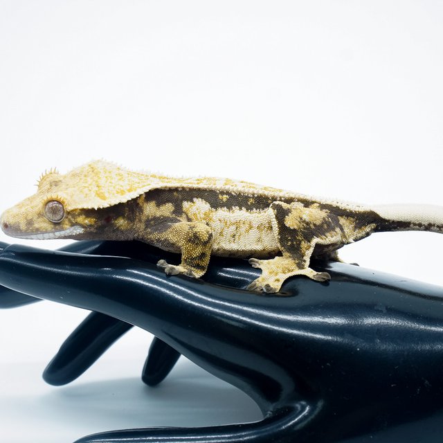 트라이 쿼드 풀핀