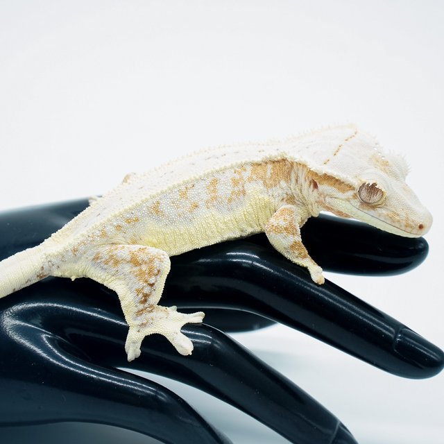 릴리화이트 크림