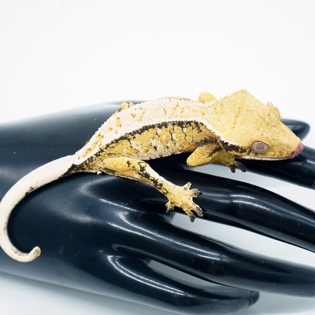 노멀 트라이 익스트림할리퀸