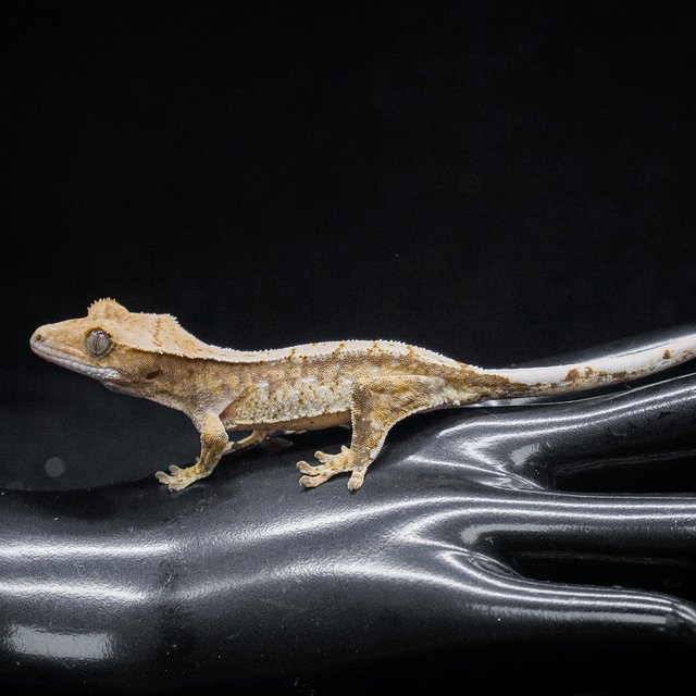 노멀 트라이 익스트림할리퀸 드리피