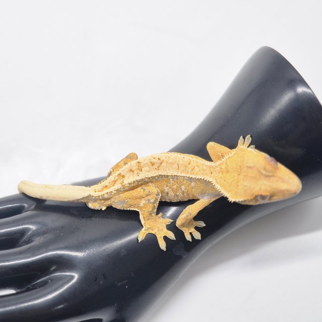 노멀 트라이 익스트림할리퀸