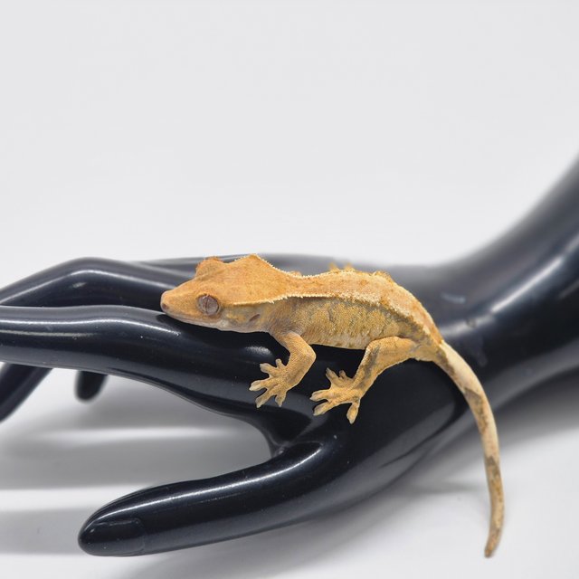 노멀 트라이 솔리드백 익스트림할리퀸