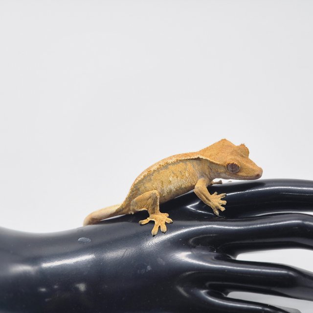 노멀 트라이 솔리드백 익스트림할리퀸