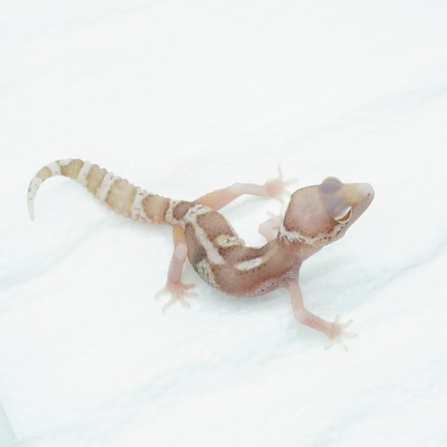 스노우 벨 이클립스