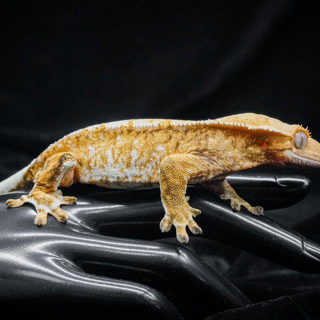 노멀 트라이 익스트림할리퀸