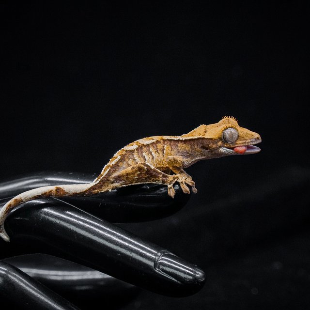 노멀 트라이 익스트림할리퀸