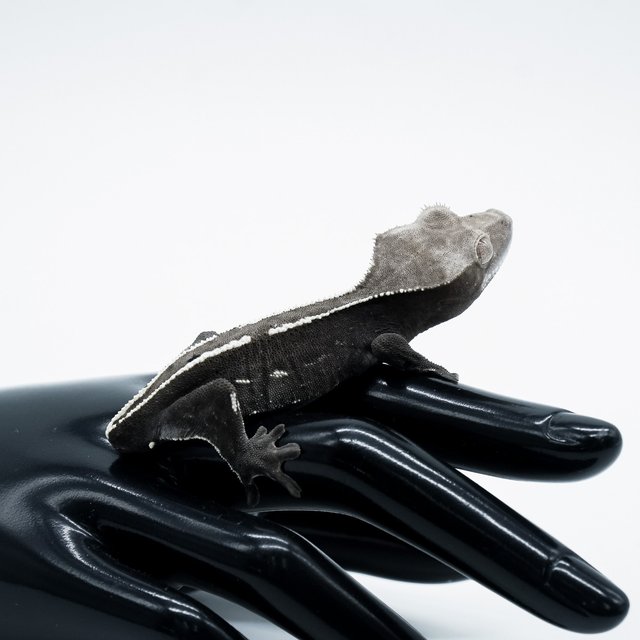 아잔틱 핀스트라이프