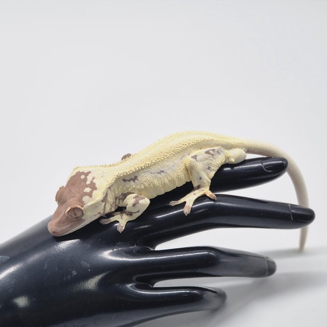 프라푸치노 카푸치노 릴리화이트