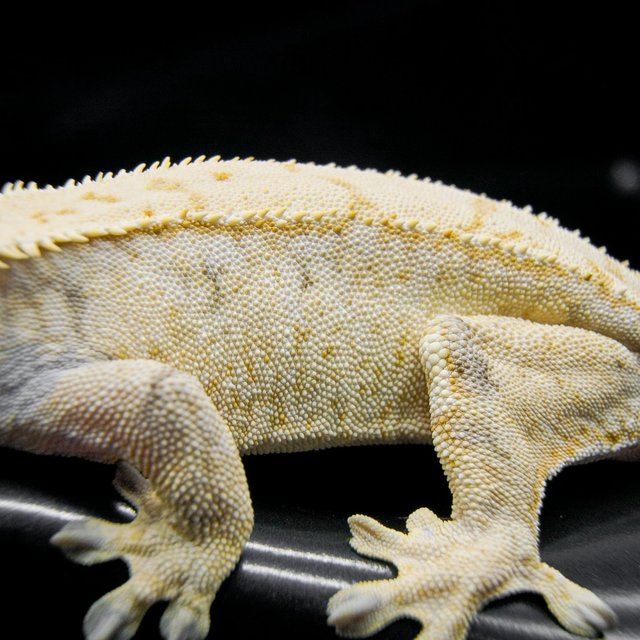 화이트스팟 드리피 트라이 익스트림할리퀸