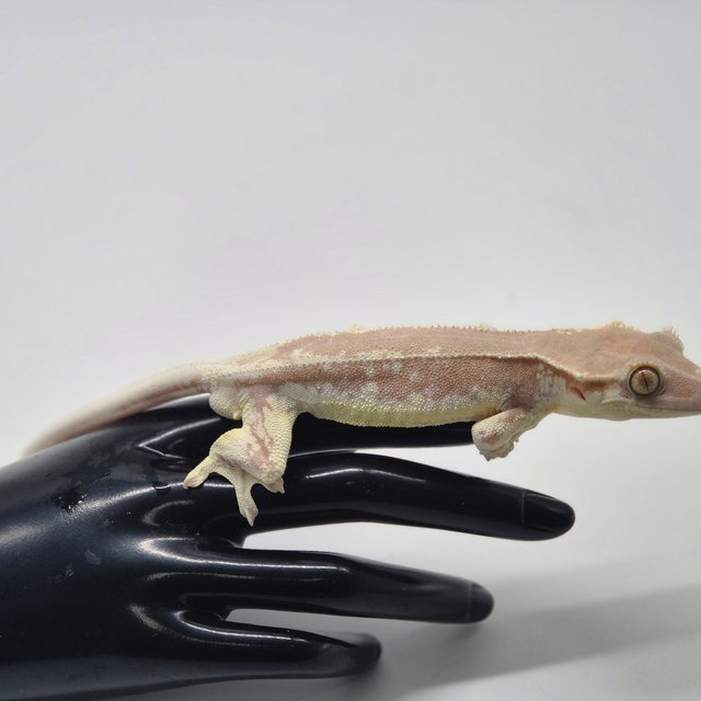 릴리화이트 레드 팬텀