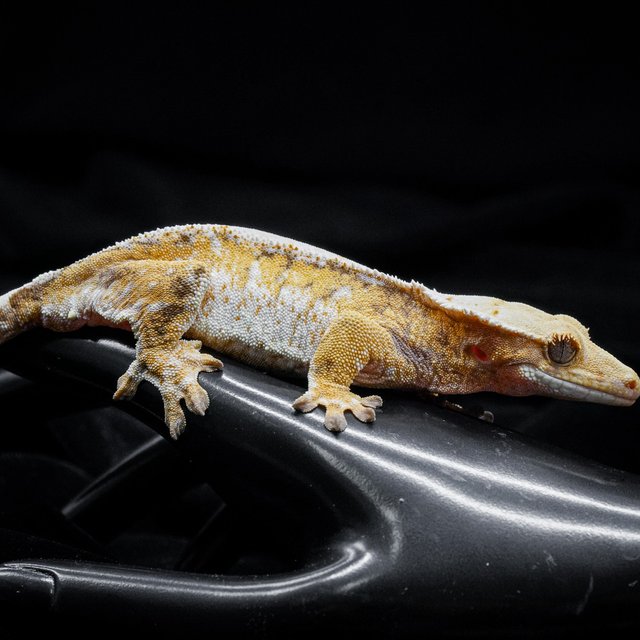 트라이 익스트림할리퀸 드리피 화이트스팟