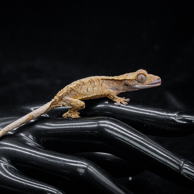 노멀 트라이 익스트림할리퀸