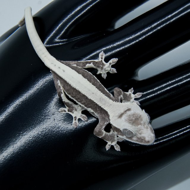 솔리드백 릴리화이트 아잔틱 릴잔틱