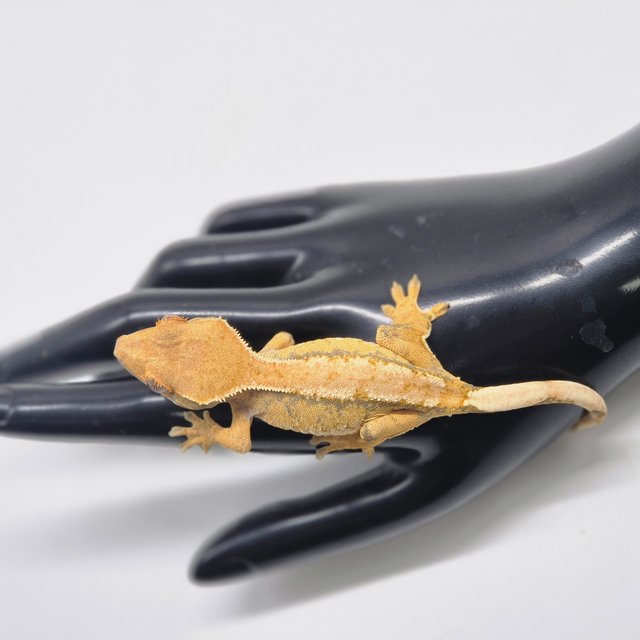 노멀 트라이 솔리드백 익스트림할리퀸