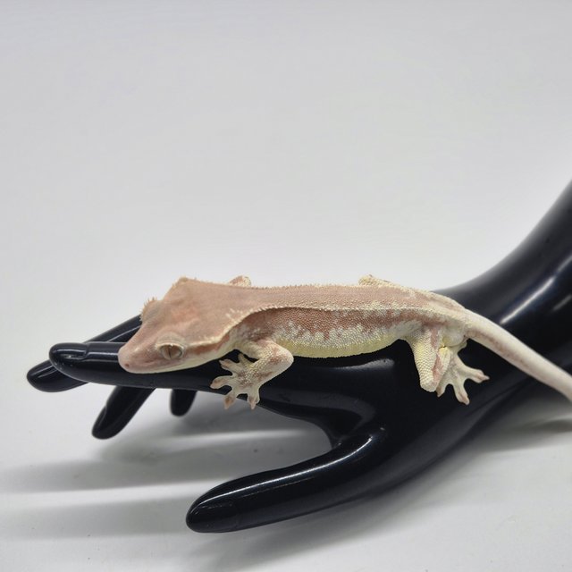 릴리화이트 레드 팬텀