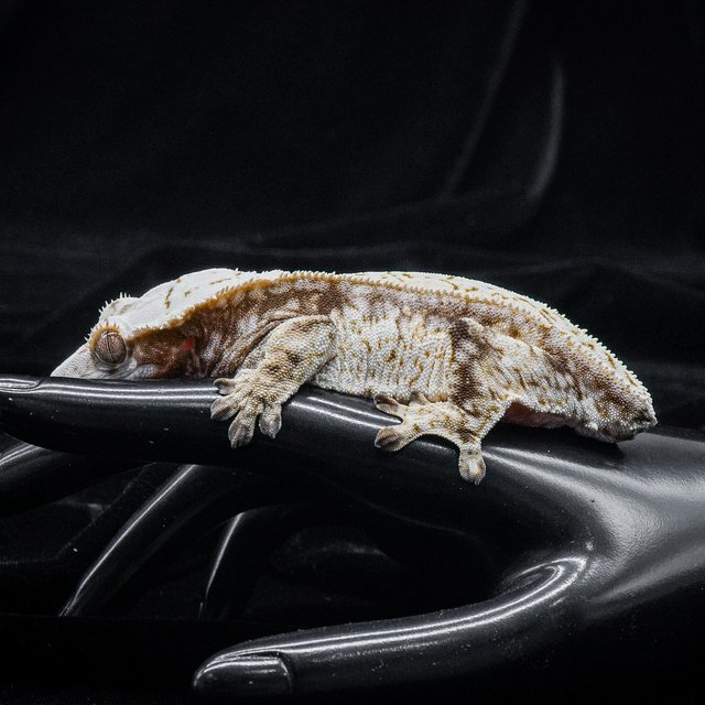 드리피 화이트스팟