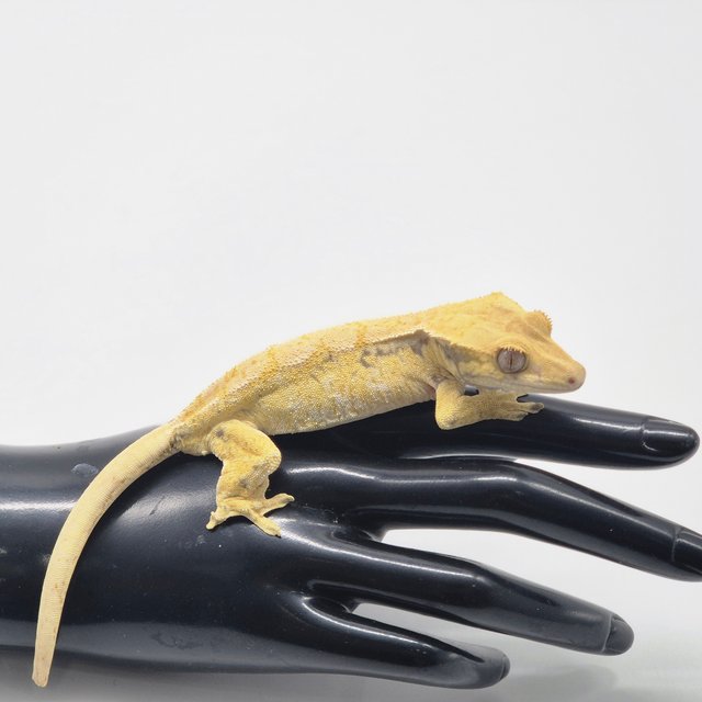 트라이 익스트림할리퀸 노멀