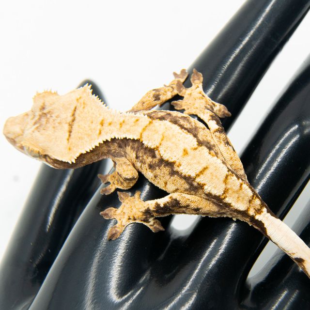 트라이 익스트림할리퀸
