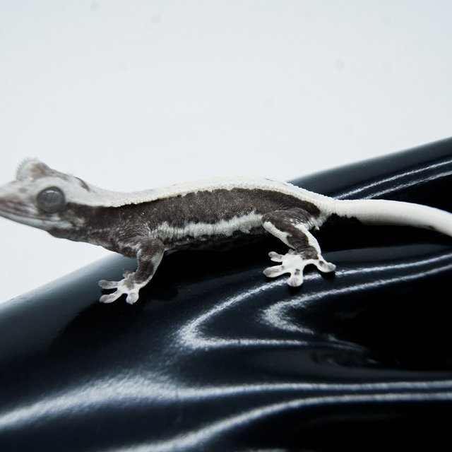 솔리드백 릴리화이트 아잔틱 릴잔틱