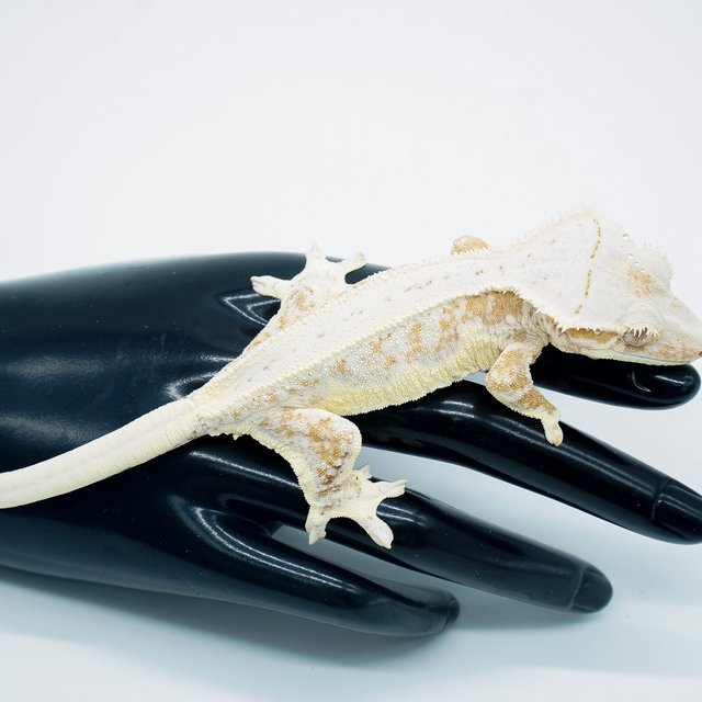 릴리화이트 크림