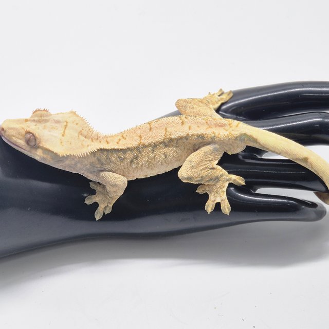 트라이 익스트림할리퀸 드리피