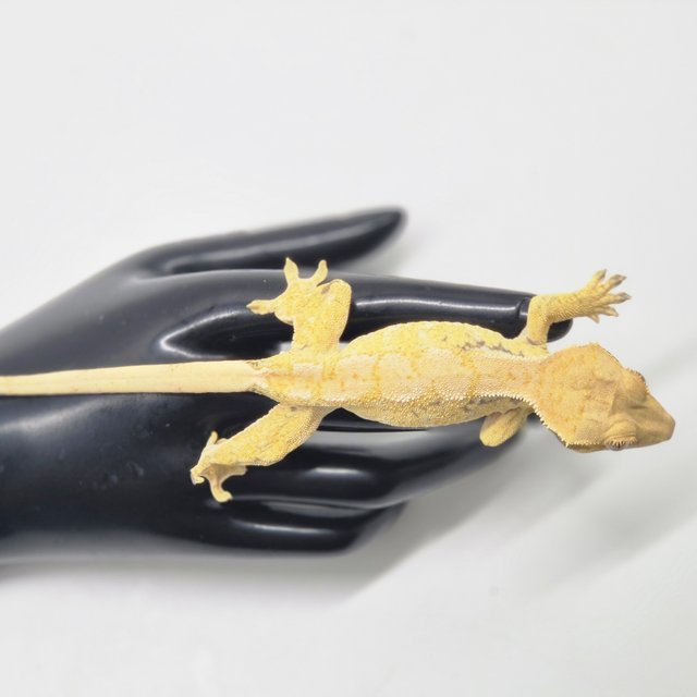 트라이 익스트림할리퀸 노멀