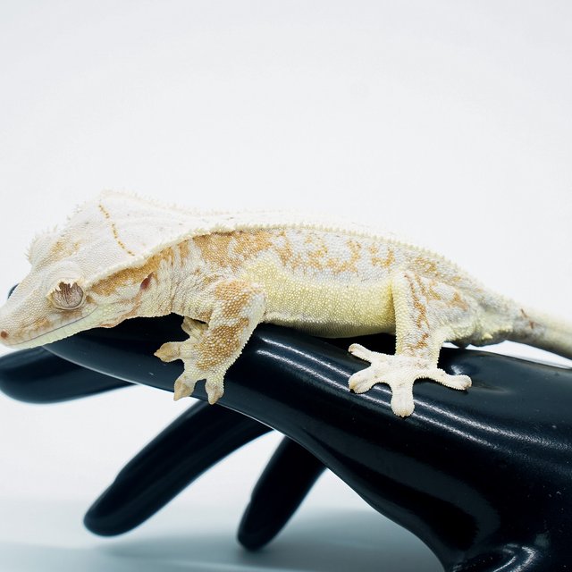 릴리화이트 크림