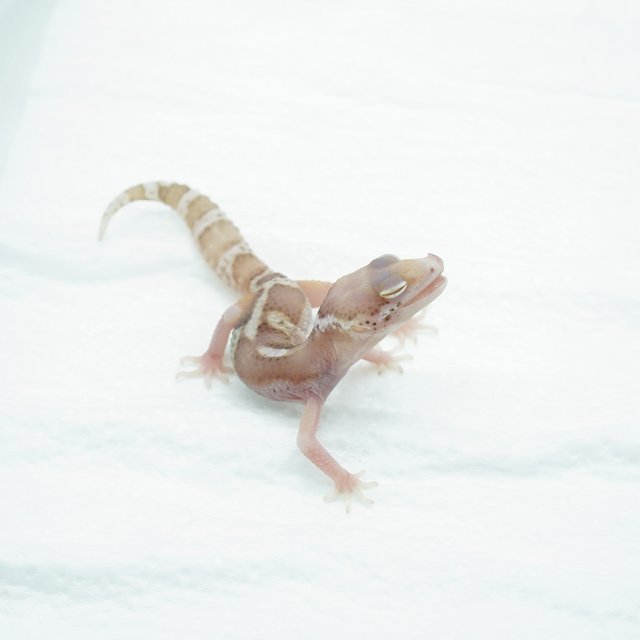 스노우 벨 이클립스