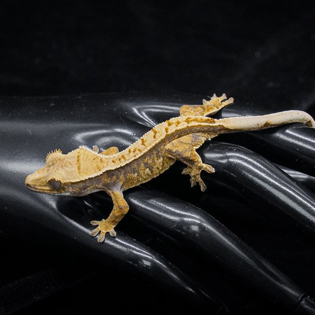 노멀 트라이 핀스트라이프