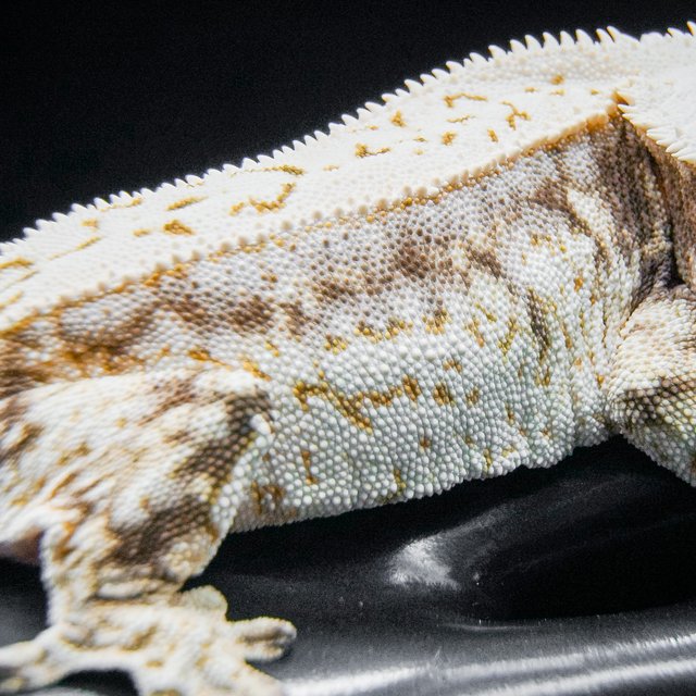 드리피 화이트스팟