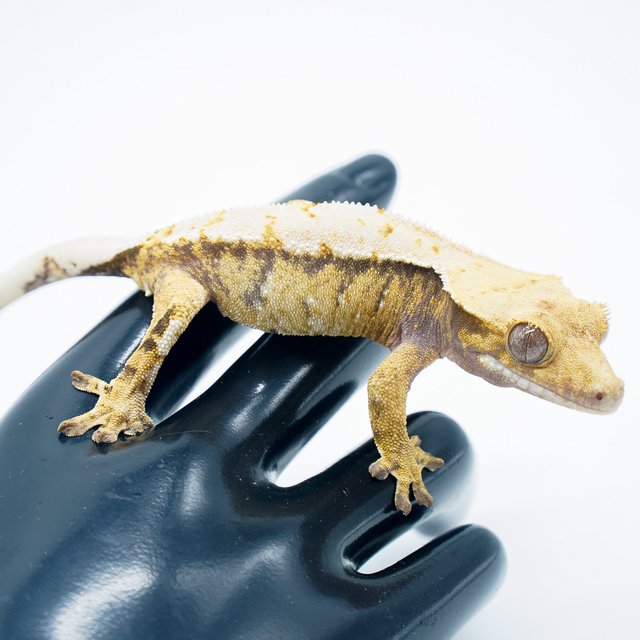 노멀 트라이 익스트림할리퀸