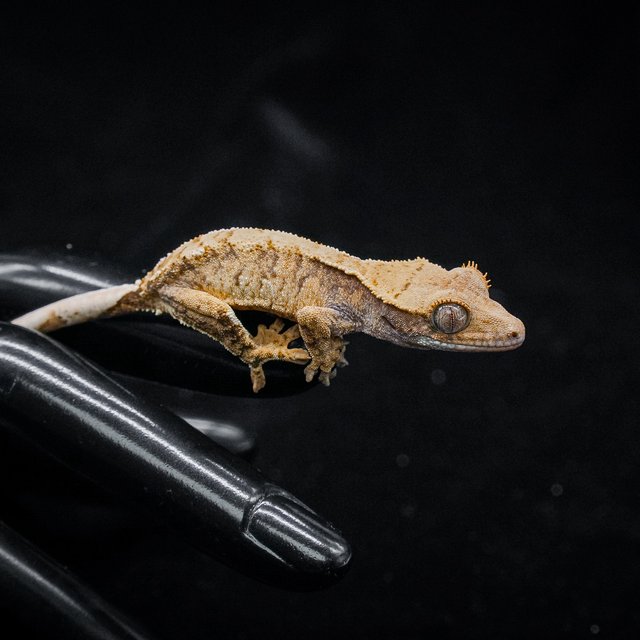 노멀 트라이 익스트림할리퀸