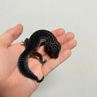 스노우 블랙나이트
