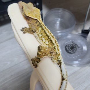 핀스트라이프 풀핀 쿼드 익스트림할리퀸