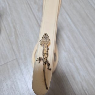 익스트림할리퀸 트라이 노멀