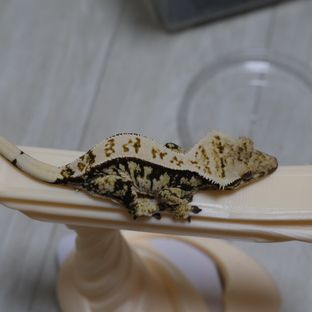 노멀 트라이