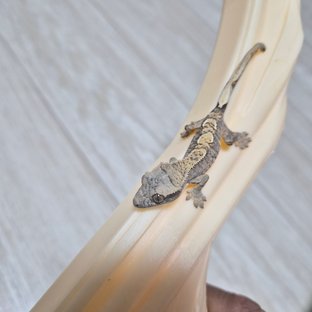 노멀 트라이 익스트림할리퀸