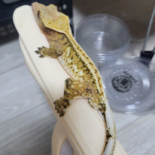 핀스트라이프 풀핀 쿼드 익스트림할리퀸