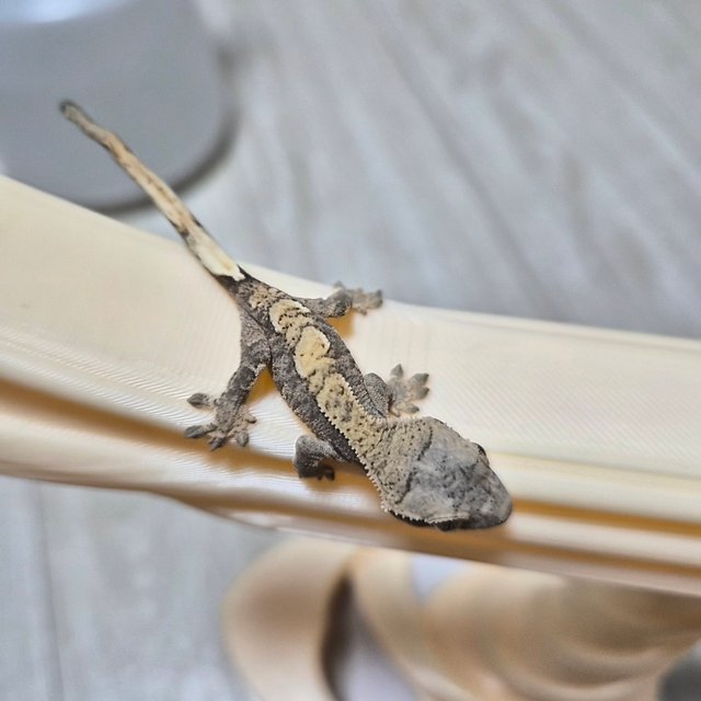 노멀 트라이 익스트림할리퀸